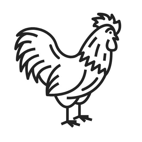 Rooster