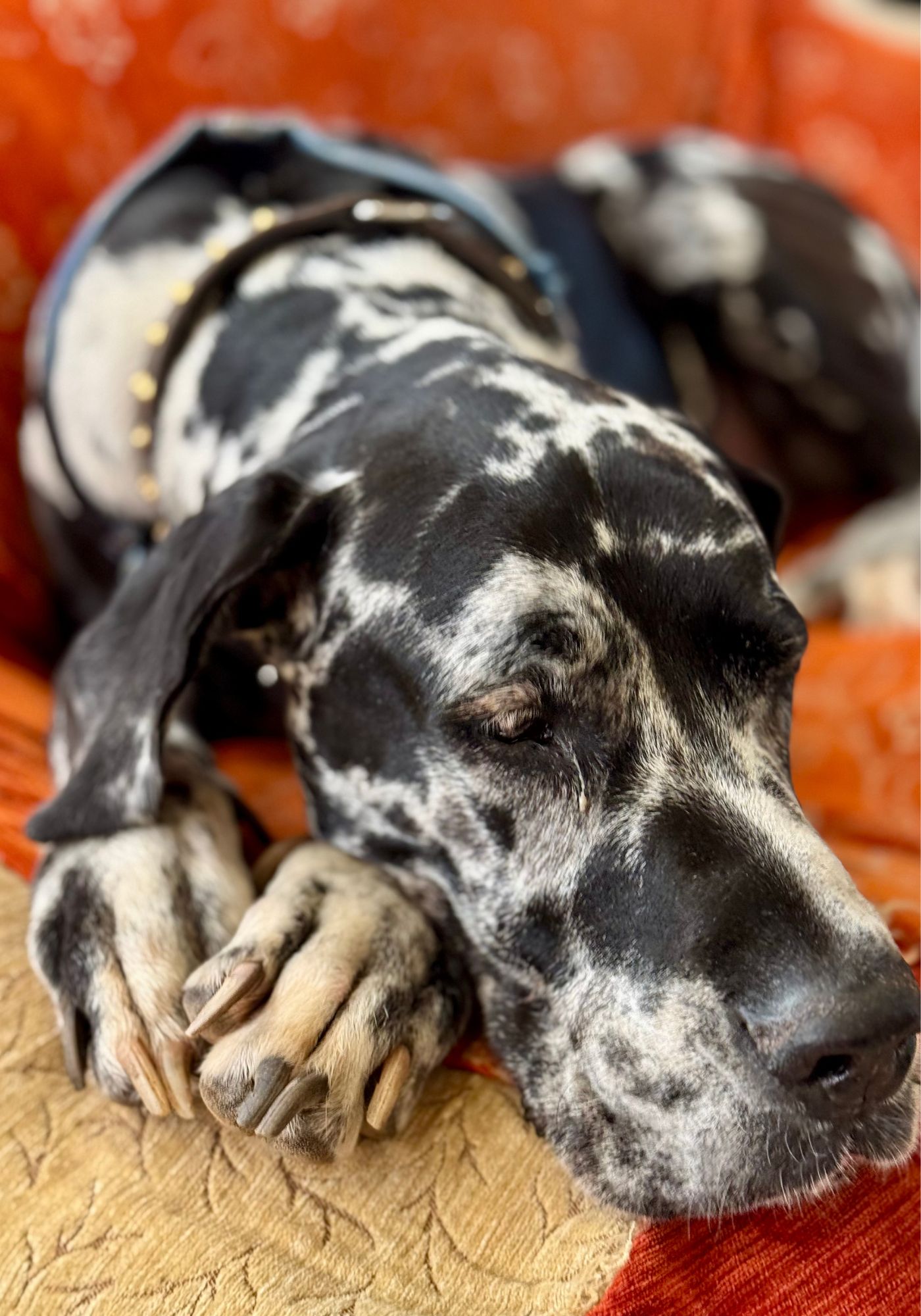 Karoo Cafe Great Dane