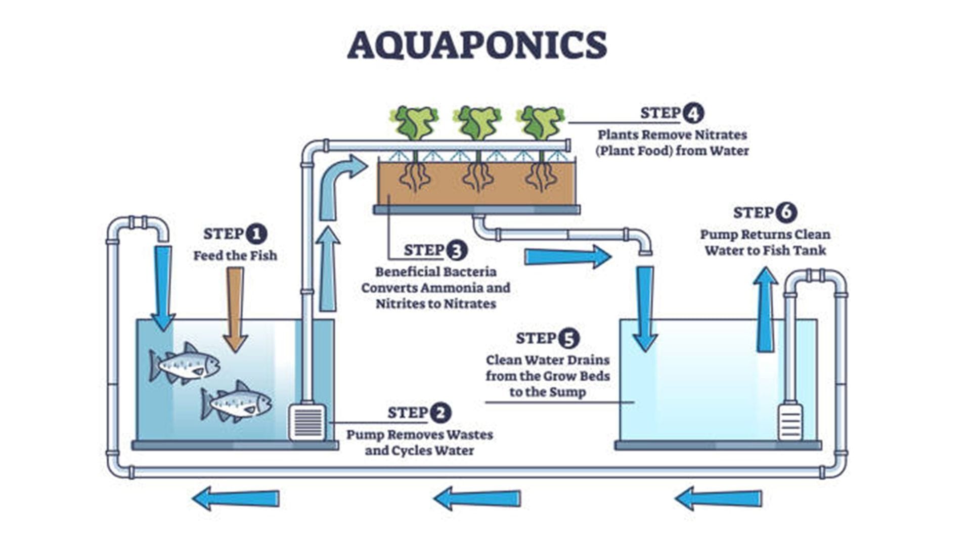 Aquaponics System